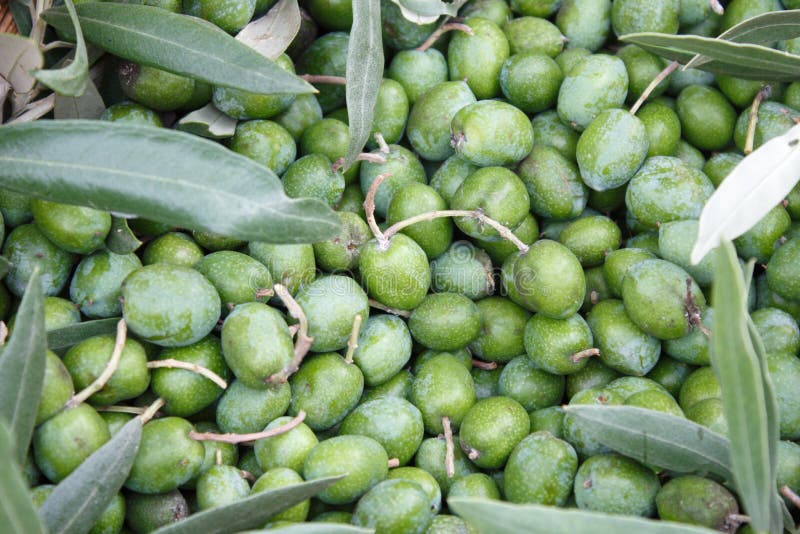 A Few Olives Freshly Picked from the Tree Stock Image Image of green