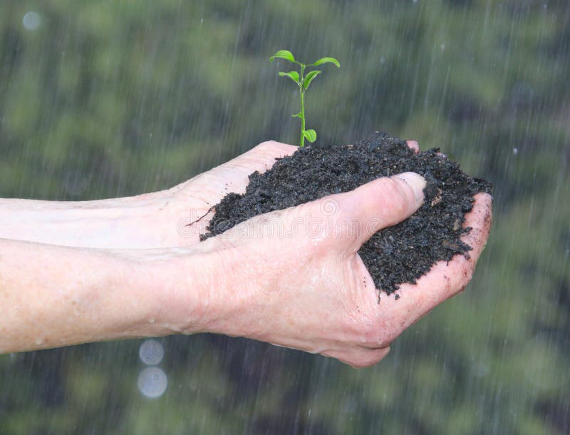 Pair of Hands Holding Soil with Seedling Sprouting in the pouring rain