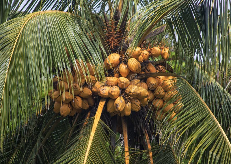 Big Ripe Coconuts Hanging on Coconut Palm Tree Close Up Stock Photo ...