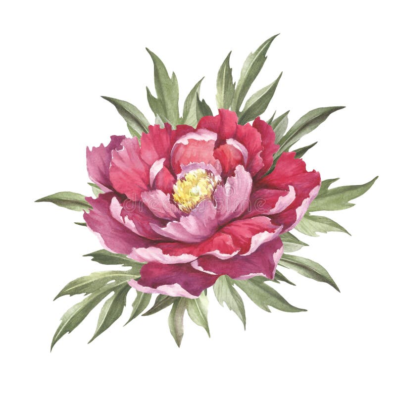 Image of Peony Flower. Hand Draw Watercolor Illustration Stock ...