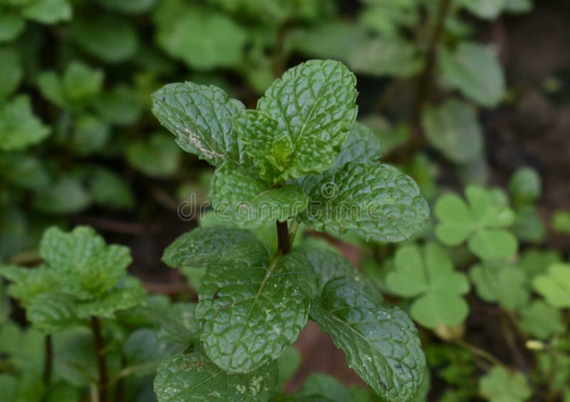 This is an Image of Peppermint or Mint Leaves Stock Image Image of