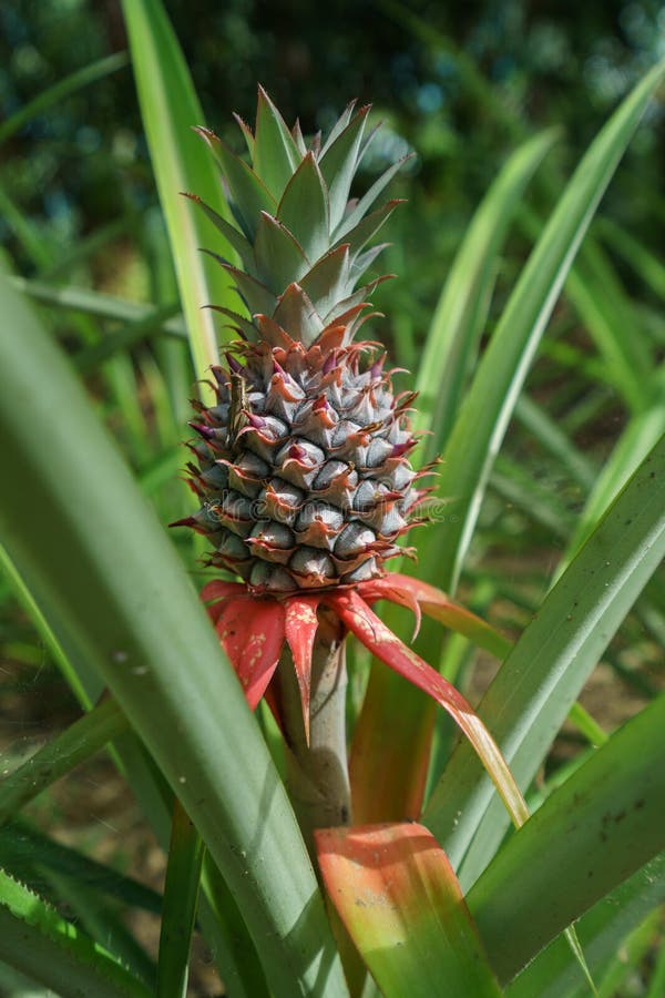Image of Pineapple Growing on Farm. Thailand Stock Photo Image of