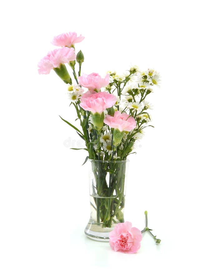 Image of pink carnations stock photo. Image of gentle 30104540