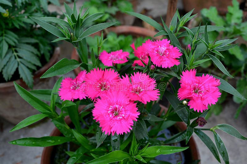 It is Pink Dianthus flower basically it is a winter flwer. It is Pink Dianthus flower basically it is a winter flwer.