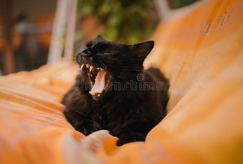Image - Portrait of Black Chantilly cat lying and yawning on the blanket and posing to camera. Lazy and sleepy dark tomcat chilling in the garden. Cute cat resting between the blanket and rug