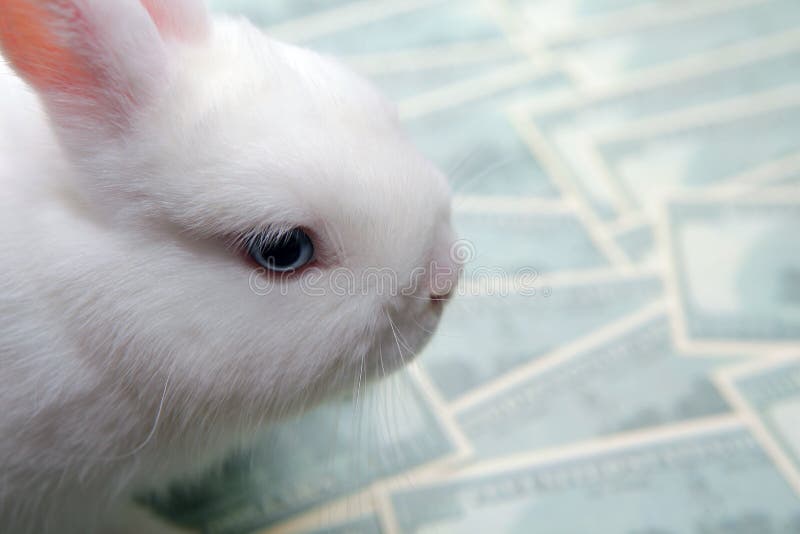 Beautiful fluffy red bunny lies on dollars with closed eyes, isolated on  white background Stock Photo