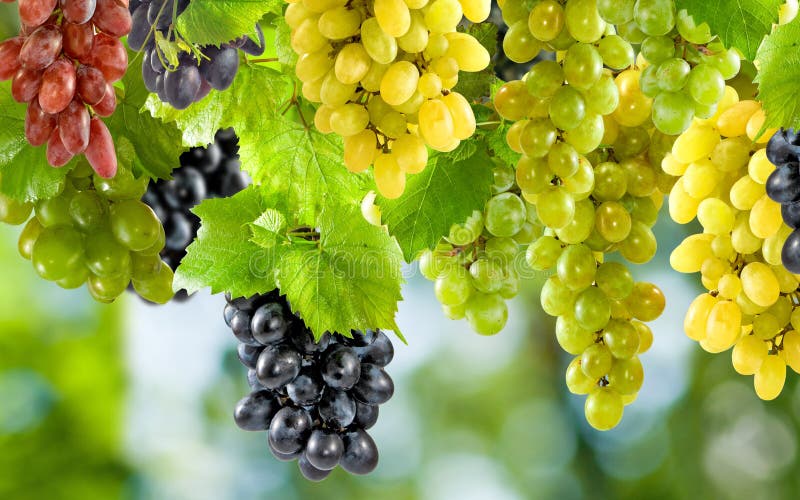 Image of Ripe Grapes in the Garden Closeup Stock Image Image of nature, alcohol 61390805