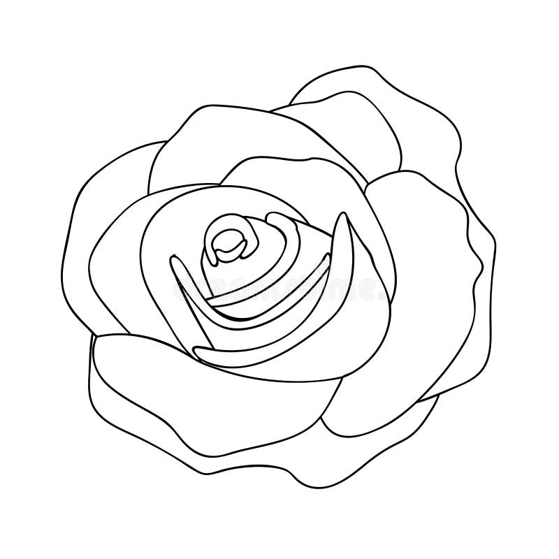 Image Rose  De Dessin  Au Trait Illustration de Vecteur 