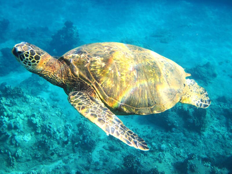 Image of Sea Turtle Swimming on the Sea Stock Image Image of green