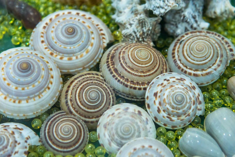 Image of Seashell collection. Many different shells. stock photography