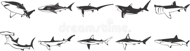 Image Set of Sharks