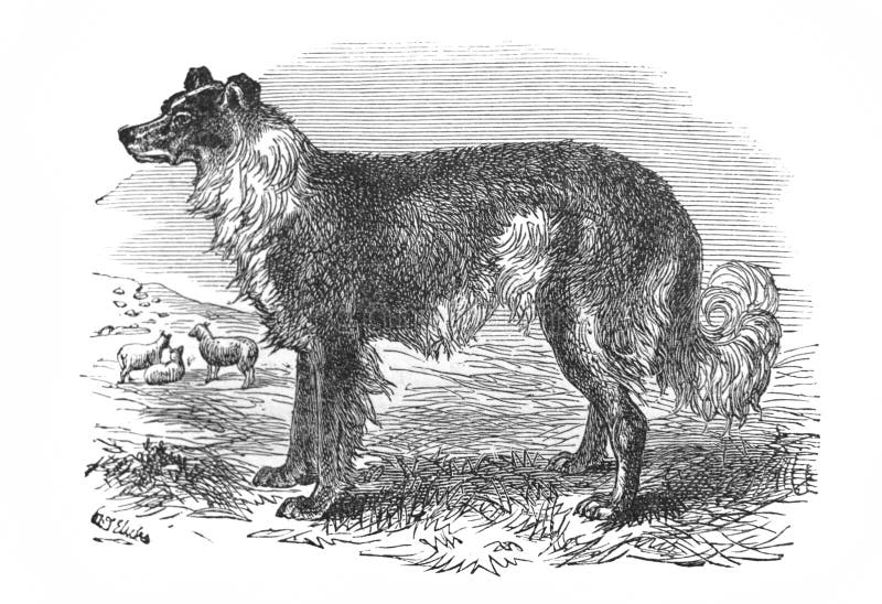 archy comics sheepdog archy comics sheepdog