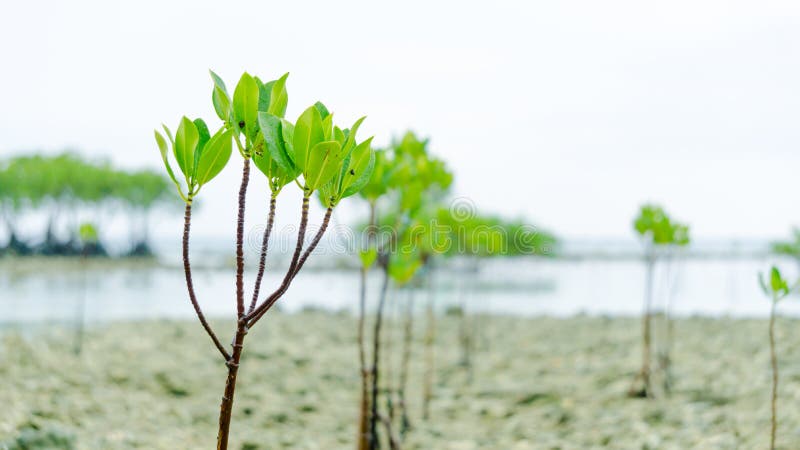 A group of mangrove seed plant at beach