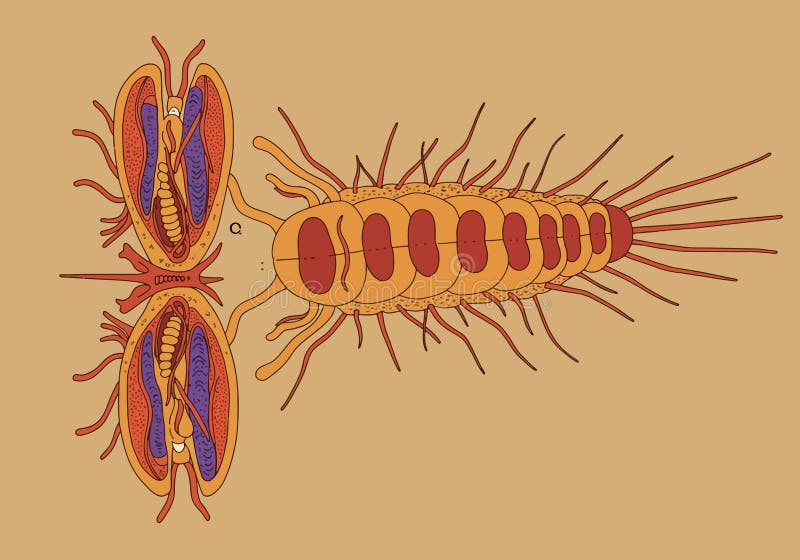 This image showcases detailed biological elements such as cells, tissues, and organs in an anatomical perspective. Vector art design using ai tool. Biological classification system vectors