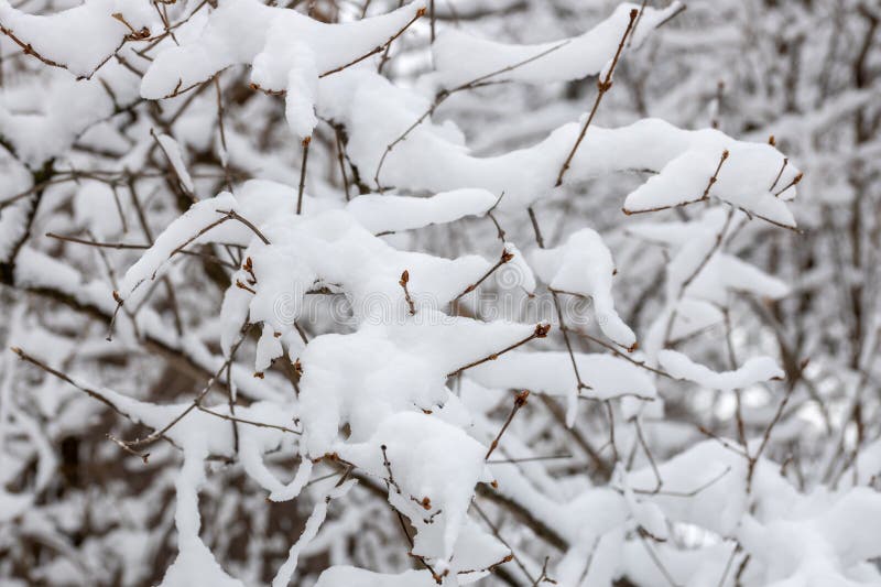 White Snow on Branches in Winter Stock Photo Image of abstract