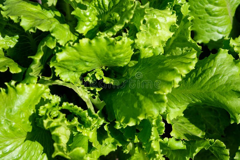The Image Shows a Closeup of Fresh and Crisp Green Lettuce Leaves. the Leaves are Overlapping