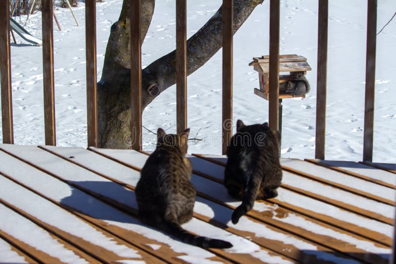 Two gray tabby cats on a deck stalking a squirrel at a bird feeder