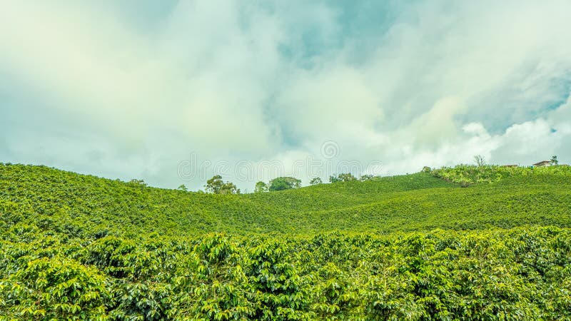 coffee plantation in the region of Armenia, department of Quindio,  Cordillera Central of the Andes mountain range, Colombia, South America  Stock Photo - Alamy