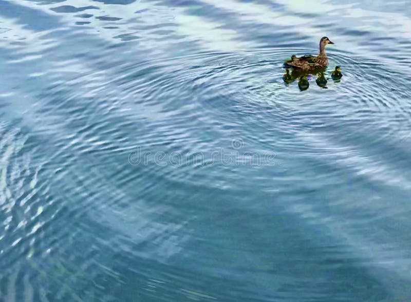 Duck with her babies stock photography Duck with her babies stock photography
