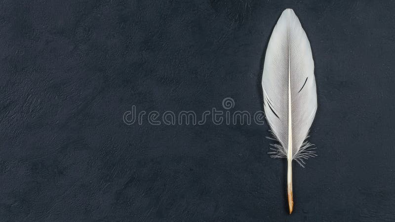 A single white feather with a brown tip. stock photography