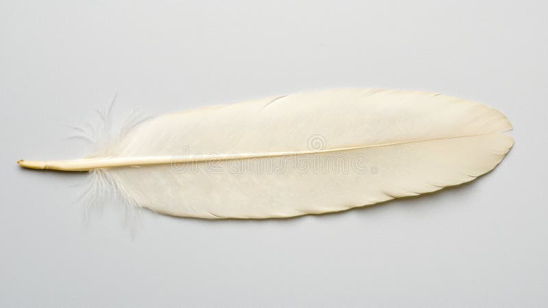 Feathers: A single feather with a long, thin shaft and a short, wide tail. royalty free stock images