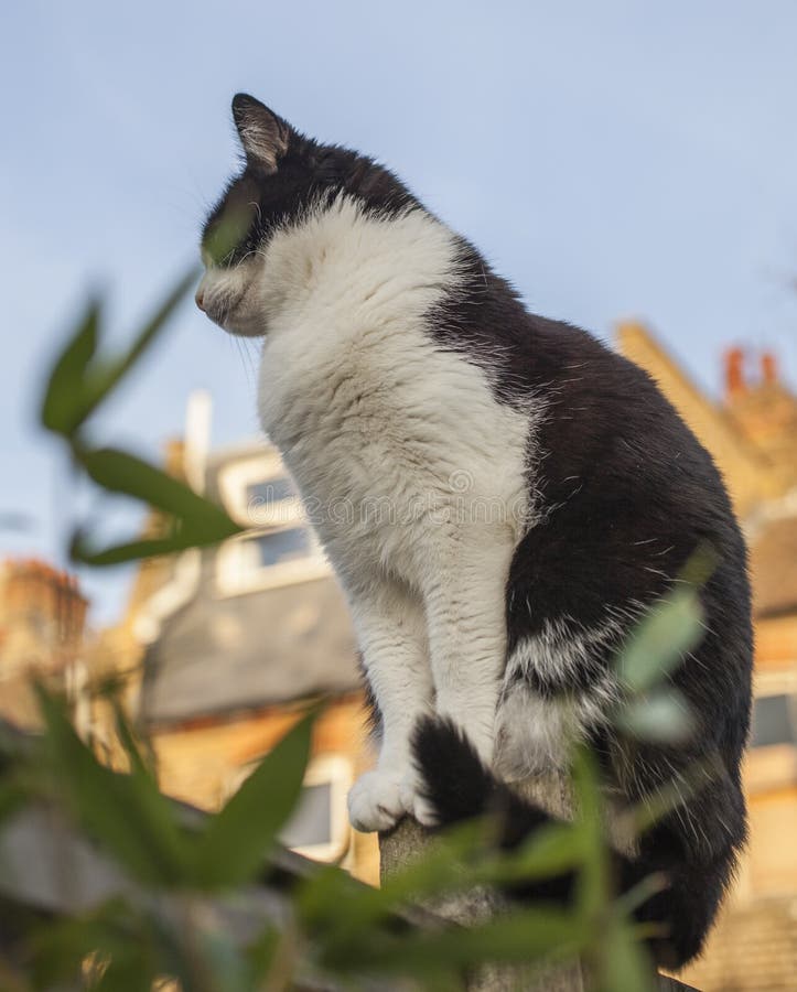 This image shows a view of a backyard garden in London, England. There`s a white and black cat sitting on a fence. It was taken on a sunny day in December 2018. This image shows a view of a backyard garden in London, England. There`s a white and black cat sitting on a fence. It was taken on a sunny day in December 2018.