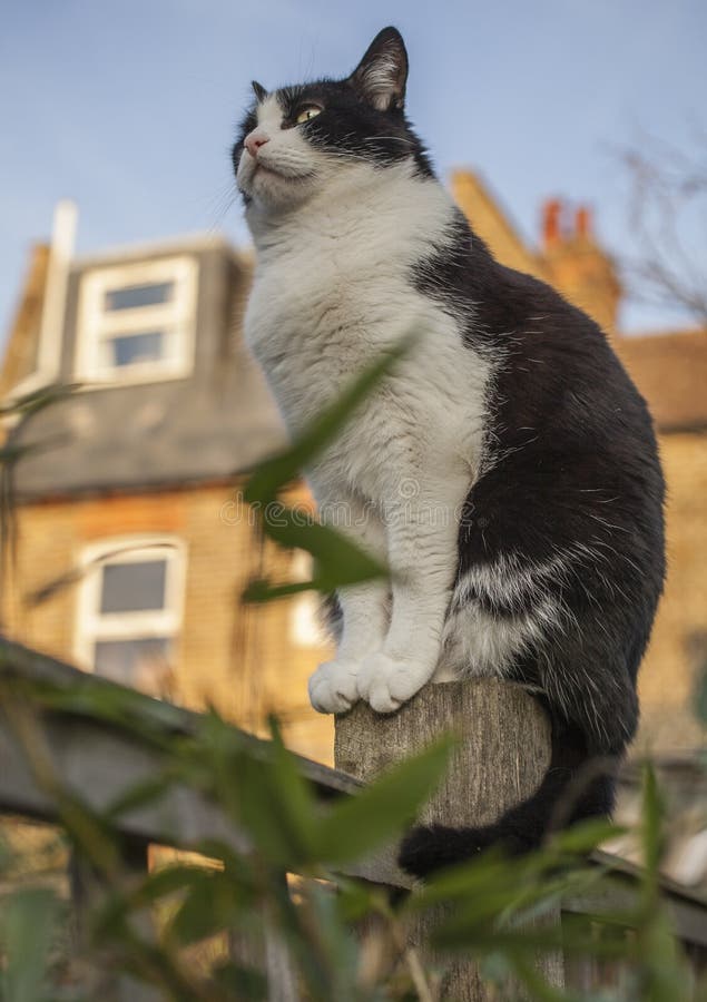 This image shows a view of a backyard garden in London, England, the UK. There`s a white and black cat sitting on a fence, it is looking up. This image shows a view of a backyard garden in London, England, the UK. There`s a white and black cat sitting on a fence, it is looking up.