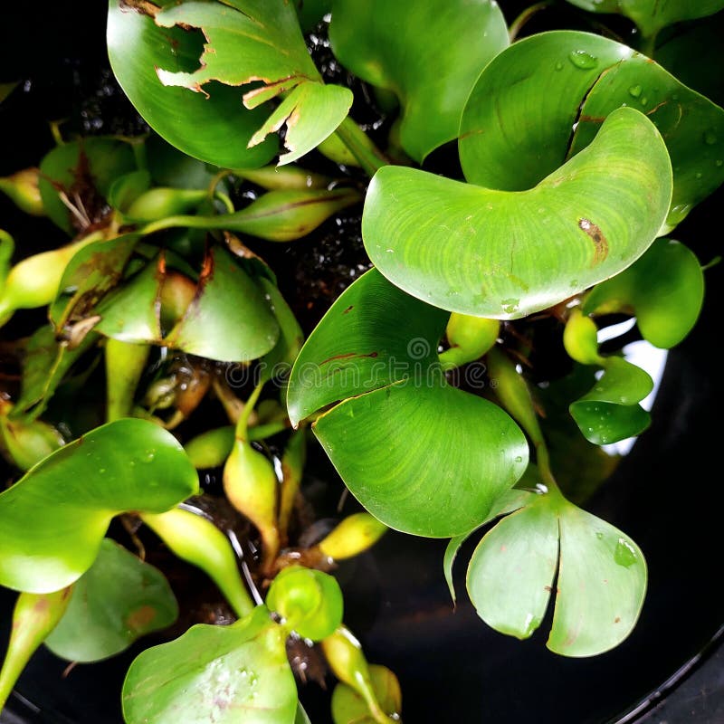 The image shows the water hyacinth Eichhornia crassipes, a floating aquatic plant known for its rapid growth. stock photo