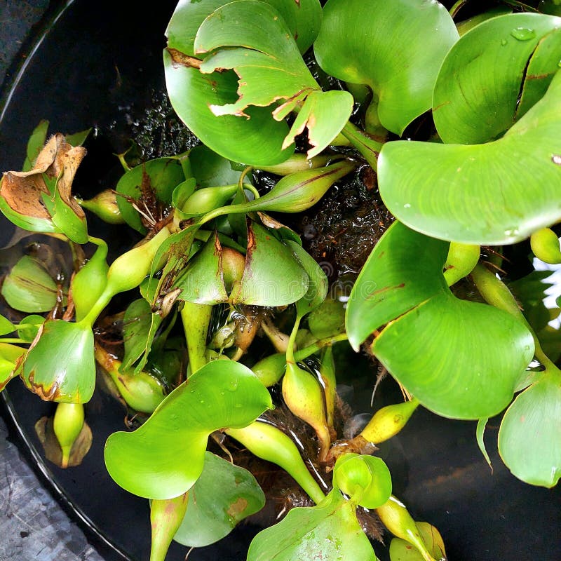 The image shows the water hyacinth Eichhornia crassipes, a floating aquatic plant known for its rapid growth. royalty free stock images