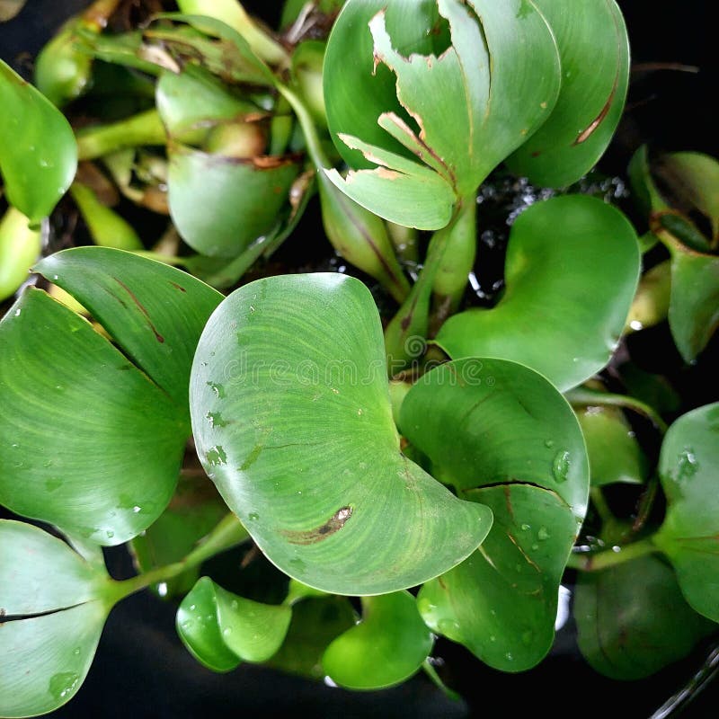 The image shows the water hyacinth Eichhornia crassipes, a floating aquatic plant known for its rapid growth. stock images