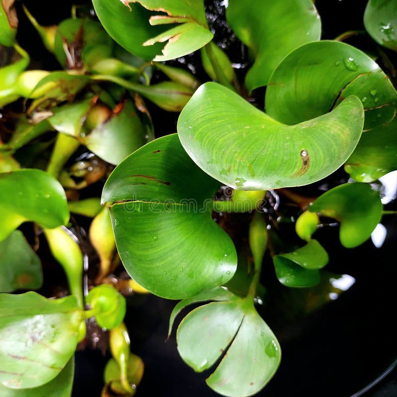 The image shows the water hyacinth Eichhornia crassipes, a floating aquatic plant known for its rapid growth. royalty free stock images