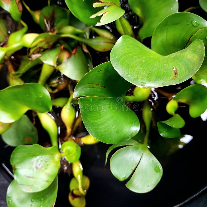 The image shows the water hyacinth Eichhornia crassipes, a floating aquatic plant known for its rapid growth. stock photo