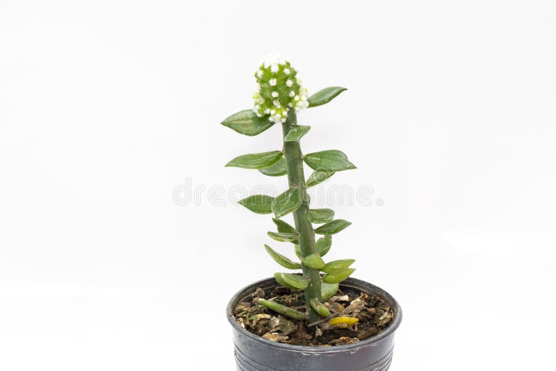 Image of Small Decorative Plant in Pots Isolated on White Background