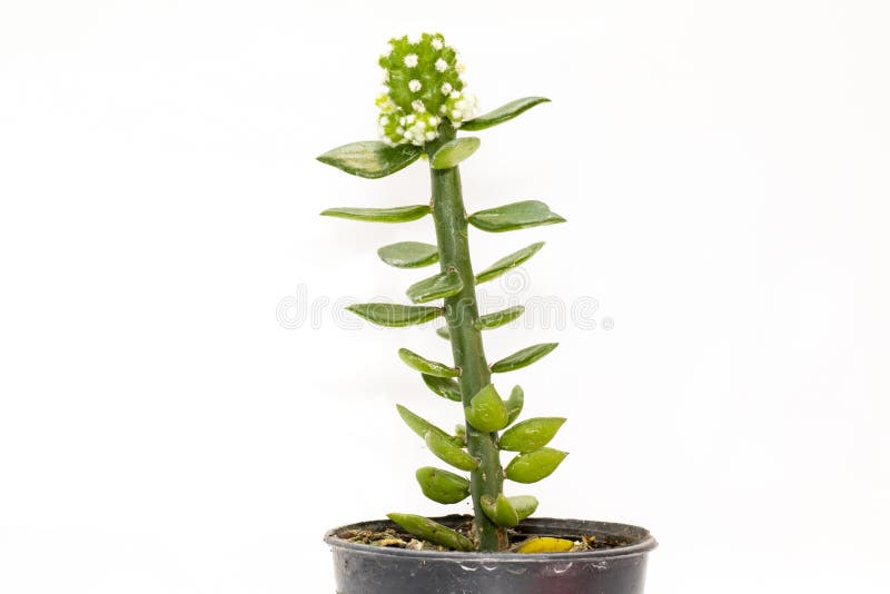 Image of Small Decorative Plant in Pots Isolated on White Background
