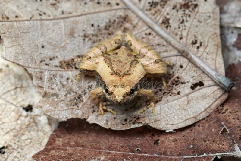 Image of small frog on dry leaves. Amphibians. stock images Image of small frog on dry leaves. Amphibians. stock images