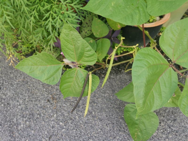 Small Pot of the Golden Gram Bean Houseplant Stock Image Image of