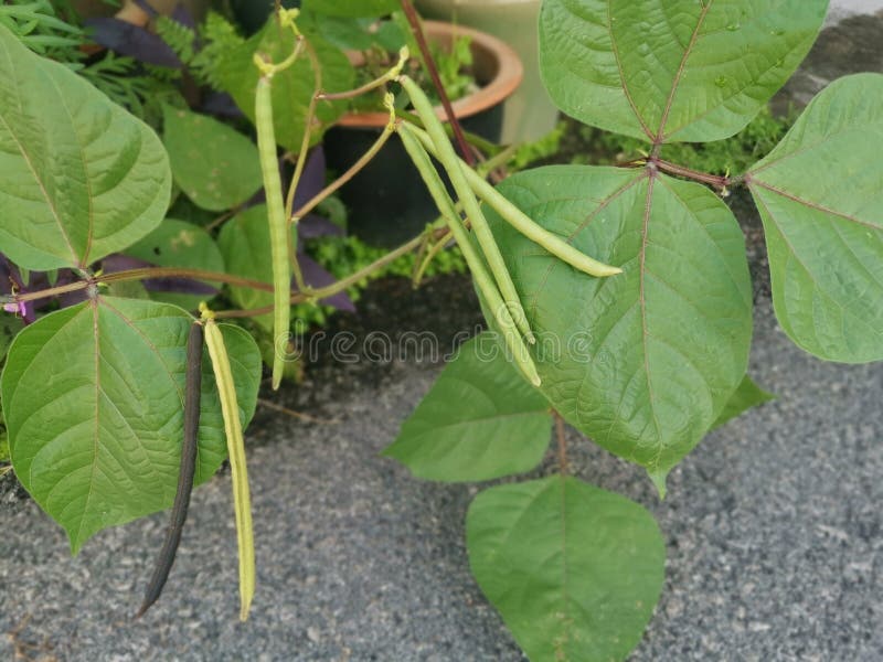 Small Pot of the Golden Gram Bean Houseplant Stock Photo Image of