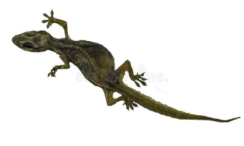 Lizard Tattoo Stock Photos Download 101 Royalty Free Photos