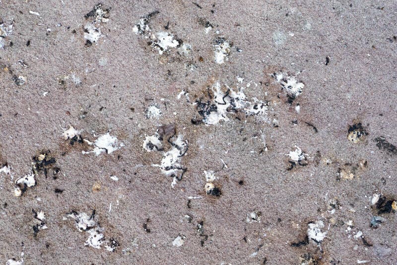 some bird poop on the ground