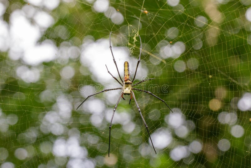 Image of Spider Nephila Maculata, Gaint Long-jawed Orb-weaver. stock images Image of Spider Nephila Maculata, Gaint Long-jawed Orb-weaver. stock images