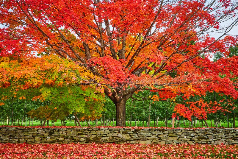 Stone Wall and Orangeleafed Tree in Front of Apple Orchard in Peak