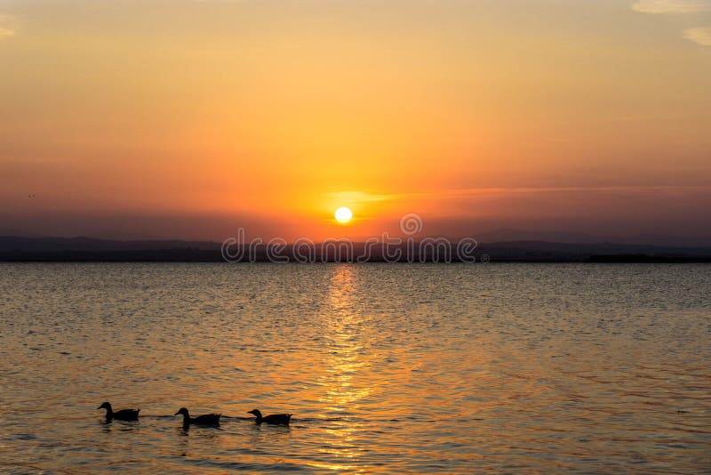 Three ducks on a lake at sunset royalty free stock photos Three ducks on a lake at sunset royalty free stock photos