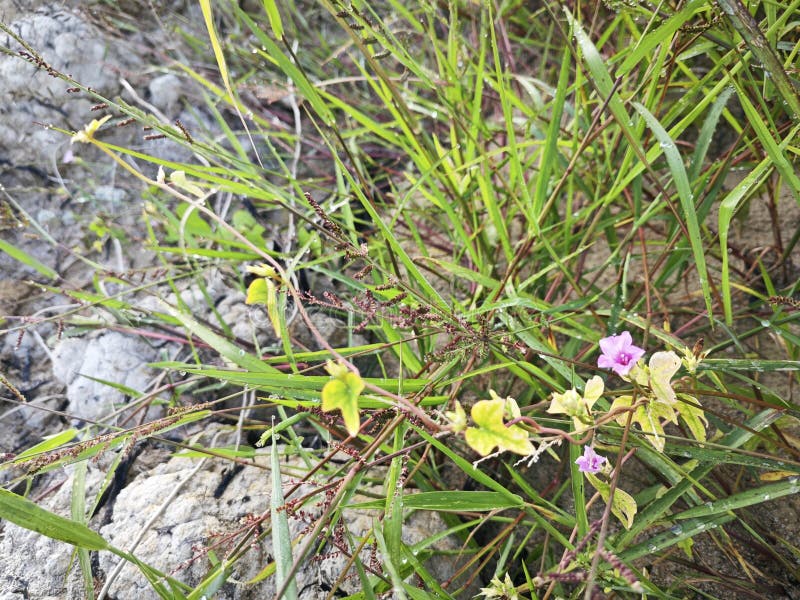 Tiny Pink Ipomoea Triloba Flower in