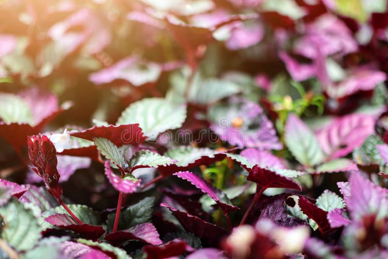 Image top view, dark red and dark green leaves in autumn leaves, natural abstract background, select some focus royalty free stock images Image top view, dark red and dark green leaves in autumn leaves, natural abstract background, select some focus royalty free stock images