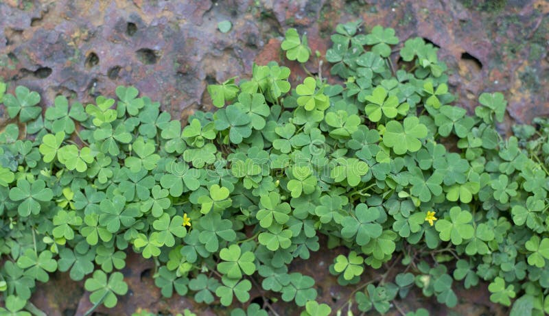 Image of a tree growing naturally on a rock surface crack stock photo