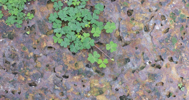 Image of a tree growing naturally on a rock surface crack stock images