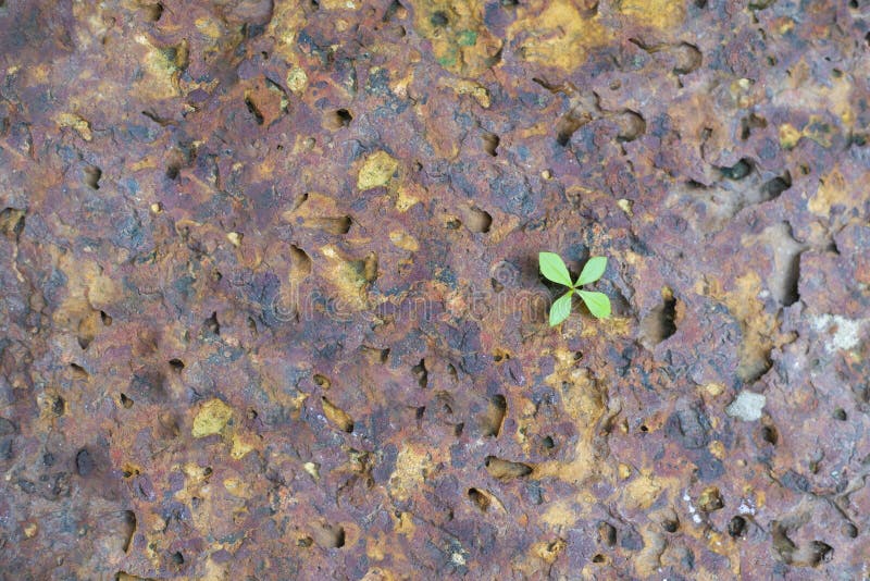 Image of a tree growing naturally on a rock surface stock image
