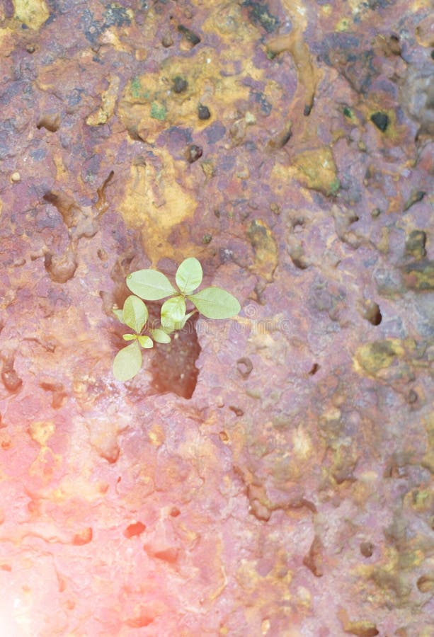 Image of a tree growing naturally on a rocky surface stock photos