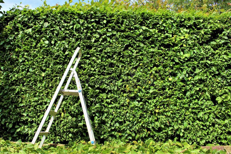 An Image of Trimming a Hedge, Gardening Stock Photo Image of hedge
