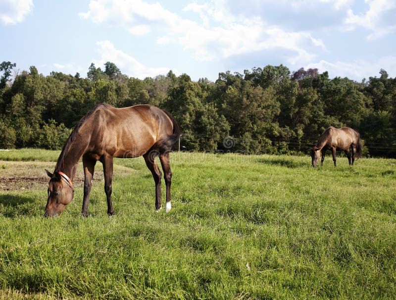 Image of two horses mare and foal playing in the meadow. Chestnut thoroughbred horses. Horizontal image of two horses mare and foal playing in the meadow royalty free stock photography Image of two horses mare and foal playing in the meadow. Chestnut thoroughbred horses. Horizontal image of two horses mare and foal playing in the meadow royalty free stock photography